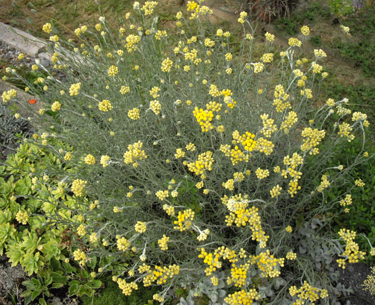 Helichrysum stoechas photo